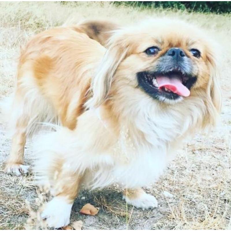 Pekingees