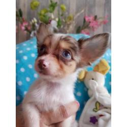 Super mooie chihuahua