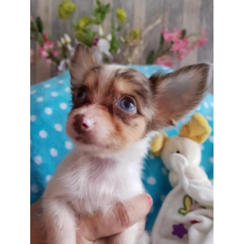 Super mooie chihuahua