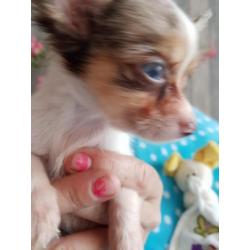 Super mooie chihuahua