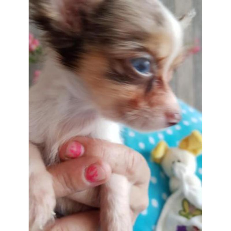 Super mooie chihuahua