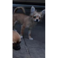 Tk mooi langhaar chihuahua pup teefje