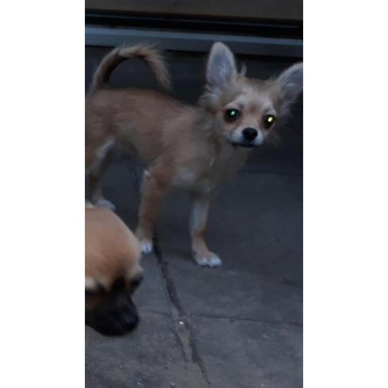Tk mooi langhaar chihuahua pup teefje