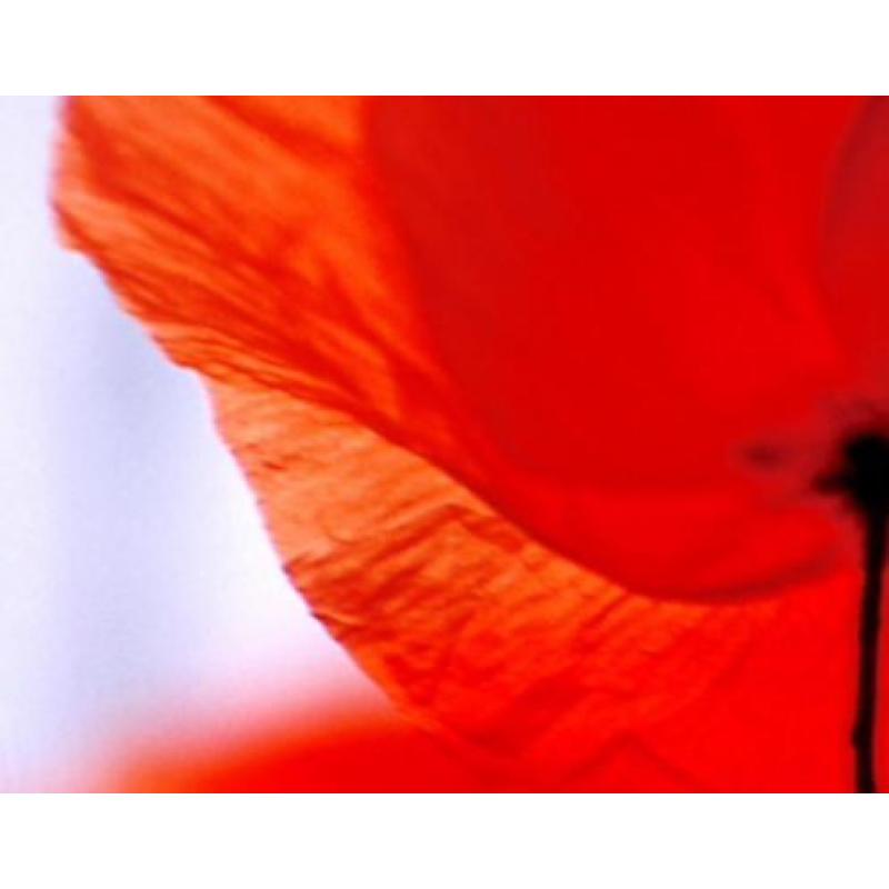 Fotobehang 12 magical poppies NU;€25