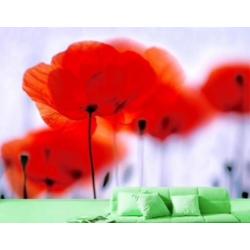 Fotobehang 12 magical poppies NU;€25
