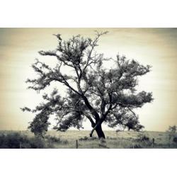 FB04 Bomen of bos op fotobehang - In bijna elk formaat