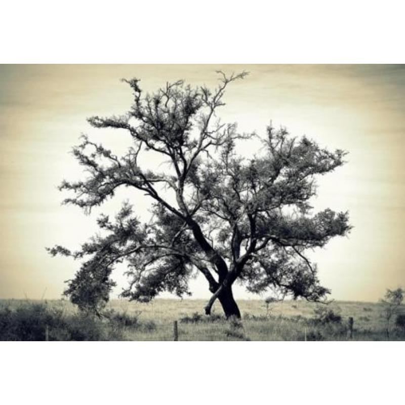 FB04 Bomen of bos op fotobehang - In bijna elk formaat